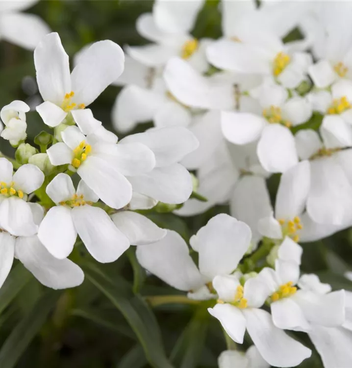 Immergrüne Schleifenblume