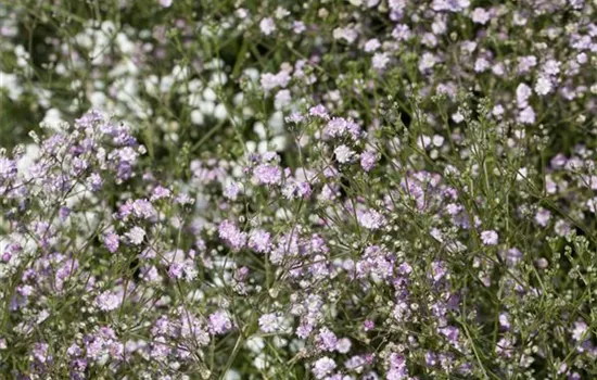 Gypsophila paniculata 'Flamingo'