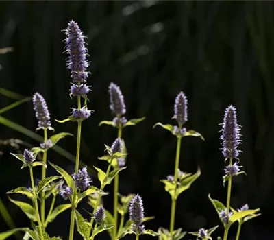 Agastache rugosa 'Little Adder' -R-