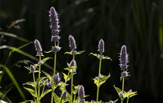 Agastache rugosa 'Little Adder' -R-