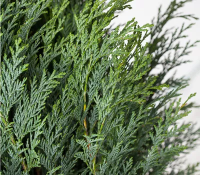 Chamaecyparis laws.'Columnaris Glauca'