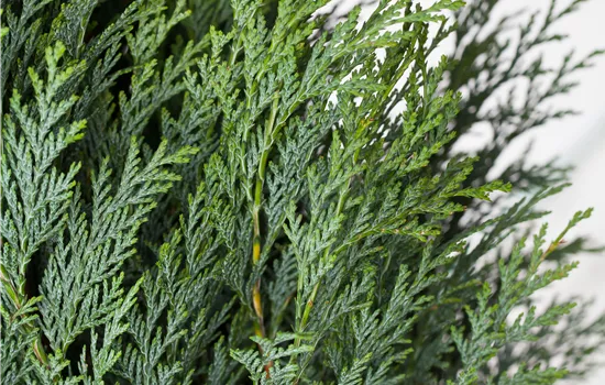 Chamaecyparis laws.'Columnaris Glauca'