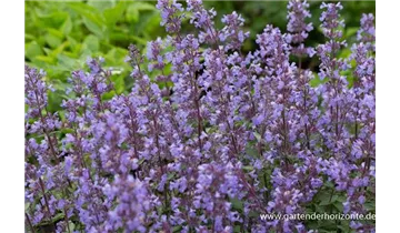 Gartenbaumschule Becker