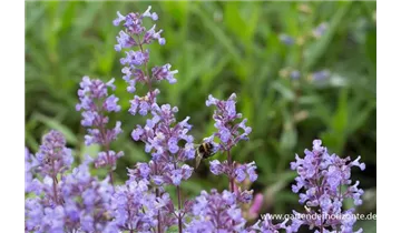 Gartenbaumschule Becker