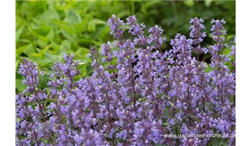 Gartenbaumschule Becker