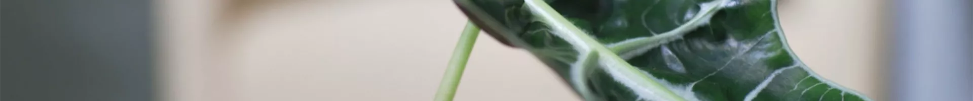 Pfeilblatt - Umtopfen (Thumbnail).jpg