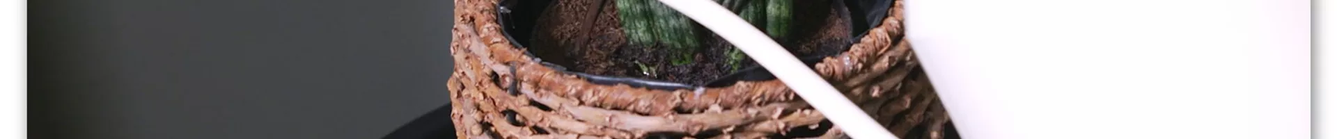 Bogenhanf Spaghetti - Umtopfen (Thumbnail).jpg