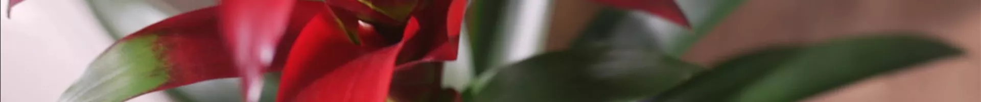 Zimmerpflanzenportrait Bromelie rot (Thumbnail).jpg