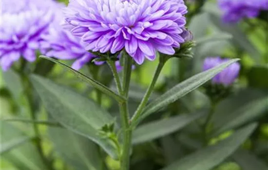 Aster novi-belgii 'Schöne von Dietlikon'