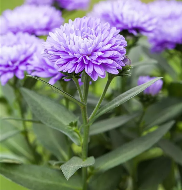 Glattblatt-Aster