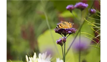 Gartenbaumschule Becker