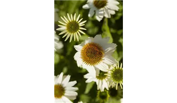 Gartenbaumschule Becker