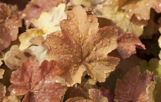 Heuchera villosa 'Caramel' -R-
