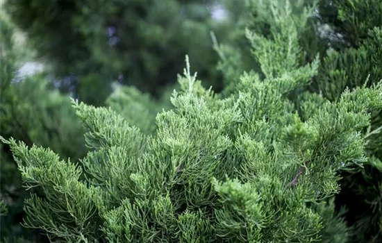 Juniperus chin.'Kaizuka' Juniperus chin.'Kaizuka'