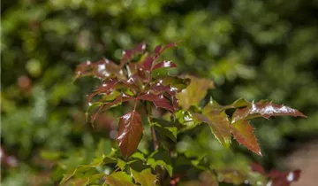 Zum Vergrößern klicken Bildvorschau