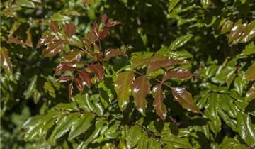 Zum Vergrößern klicken Bildvorschau