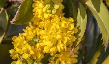 Zum Vergrößern klicken Bildvorschau