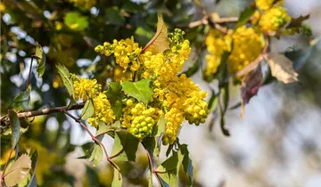 Zum Vergrößern klicken Bildvorschau