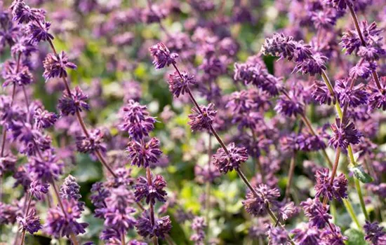 Salvia verticillata 'Purple Rain'