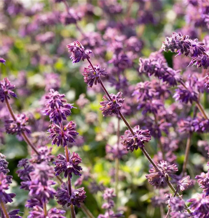 Quirlblütiger Salbei