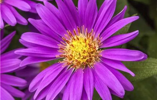 Aster novae-angliae 'Violetta'