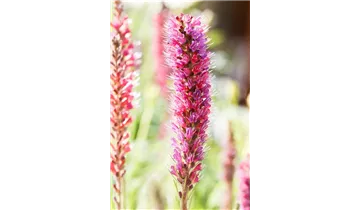 Gartenbaumschule Becker