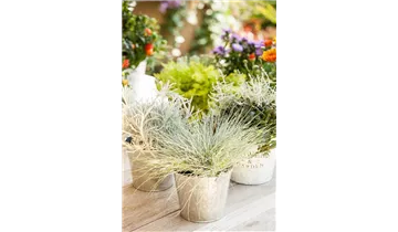 Gartenbaumschule Becker