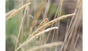 Gartenbaumschule Becker