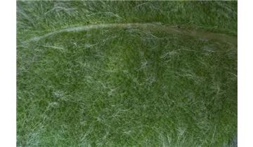 Gartenbaumschule Becker