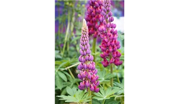 Gartenbaumschule Becker