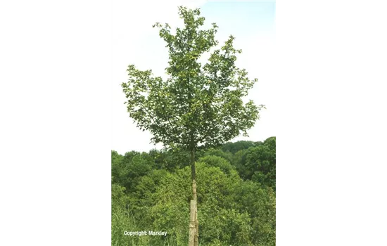 Acer campestre 'Elsrijk'