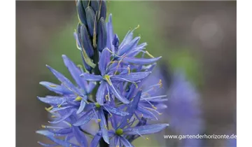 Gartenbaumschule Becker