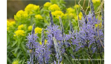 Gartenbaumschule Becker