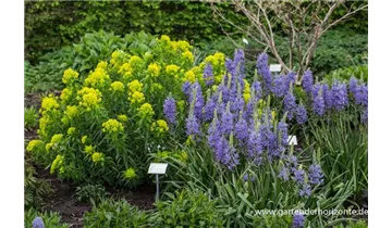 Gartenbaumschule Becker