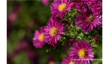 Gartenbaumschule Becker