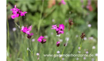 Gartenbaumschule Becker