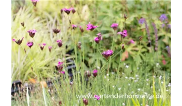 Gartenbaumschule Becker