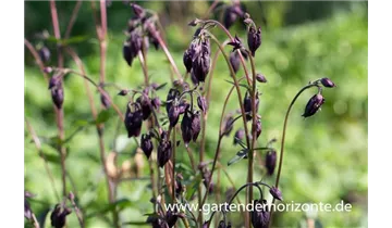 Gartenbaumschule Becker