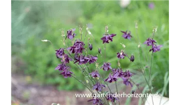 Gartenbaumschule Becker