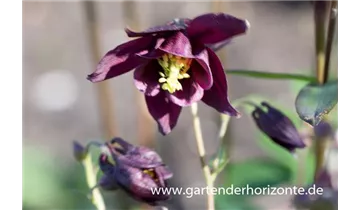 Gartenbaumschule Becker