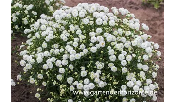 Gartenbaumschule Becker