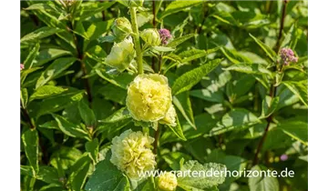 Gartenbaumschule Becker