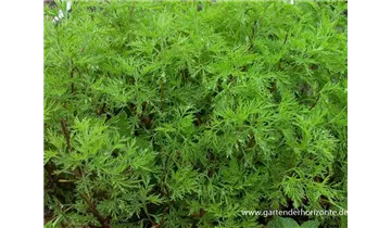 Gartenbaumschule Becker