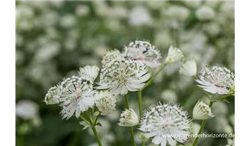 Gartenbaumschule Becker