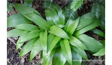 Gartenbaumschule Becker