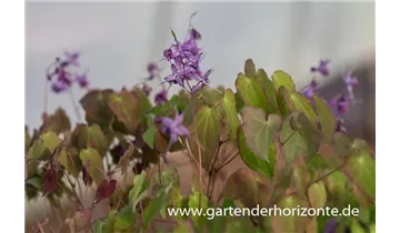 Gartenbaumschule Becker