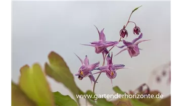 Gartenbaumschule Becker
