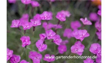 Gartenbaumschule Becker