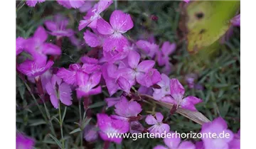 Gartenbaumschule Becker