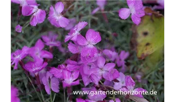 Gartenbaumschule Becker